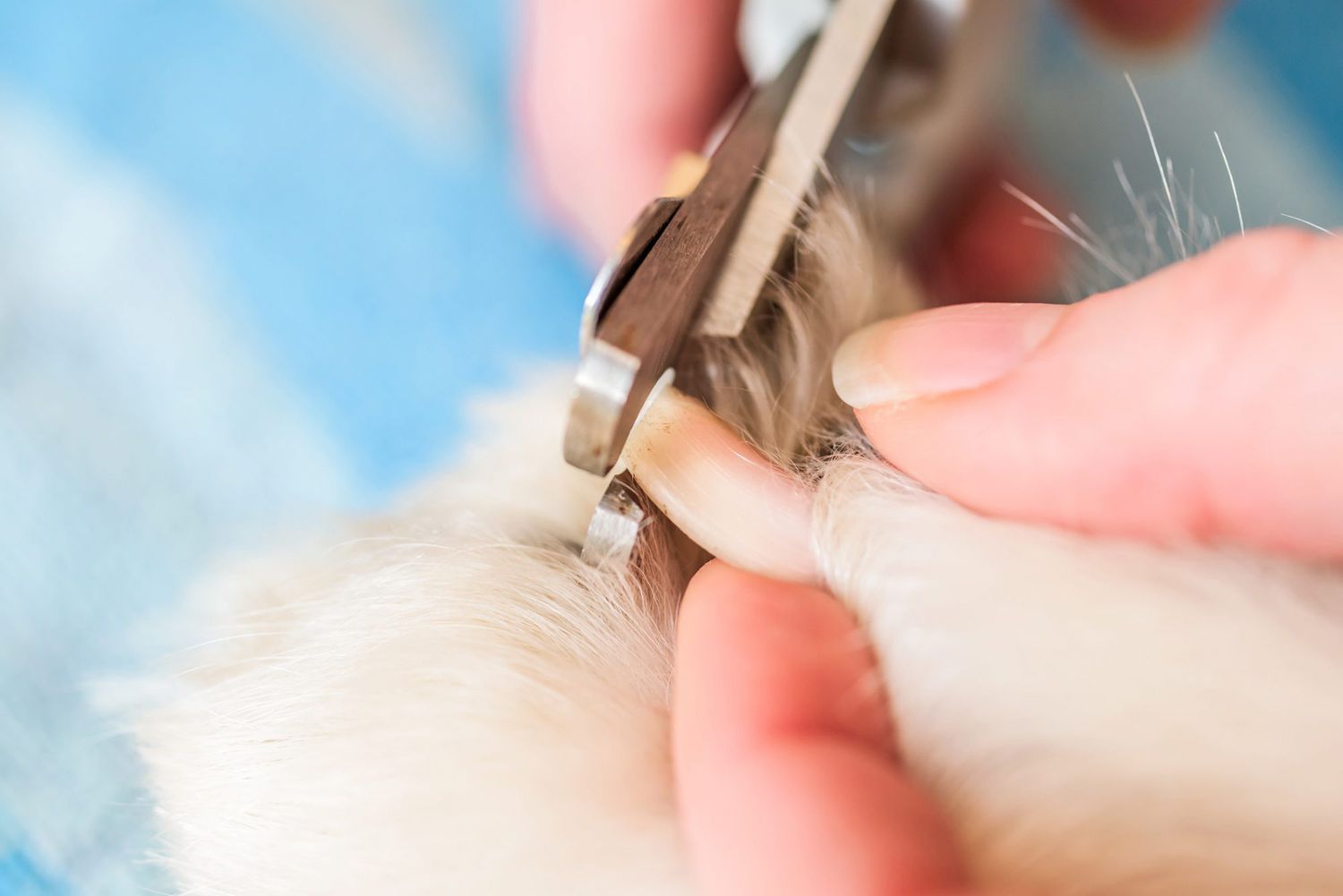 Close up dog nail being cut by clippers