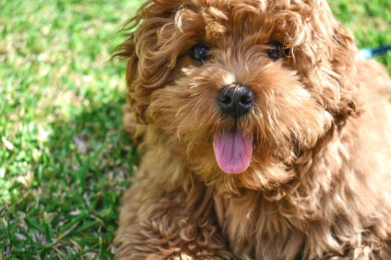 Caramel labradoodle sticks tongue out while laying in grass