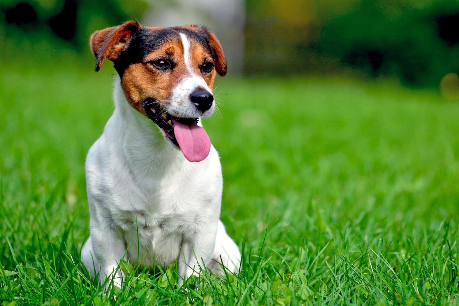 Jack Russell Terrier sitting in grass