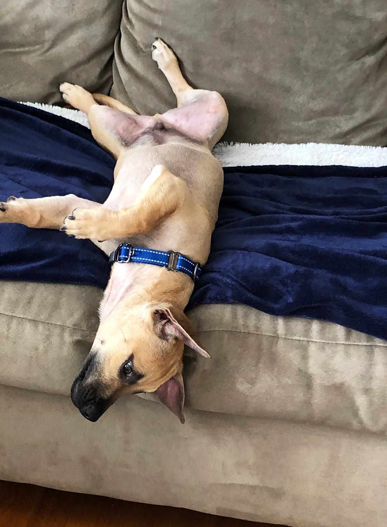 dog laying sideways on a beige couch with a blue blanket