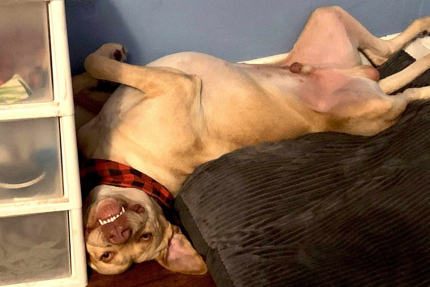 yellow lab laying upside down on a large pillow