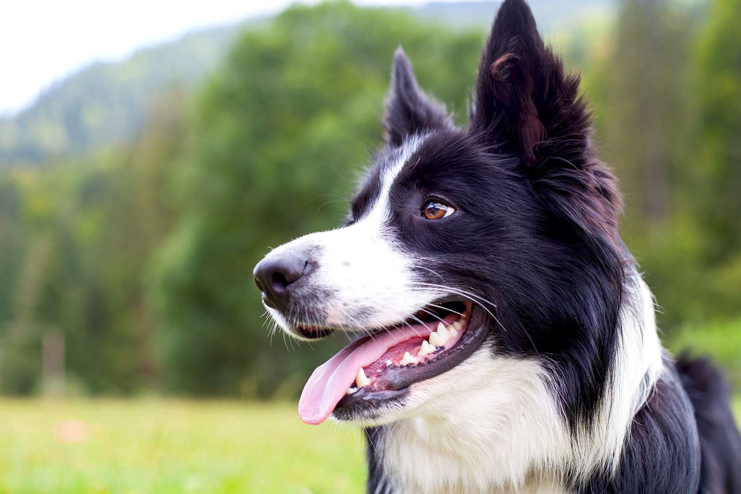 Profile shot of border collie outdoors near grassy field