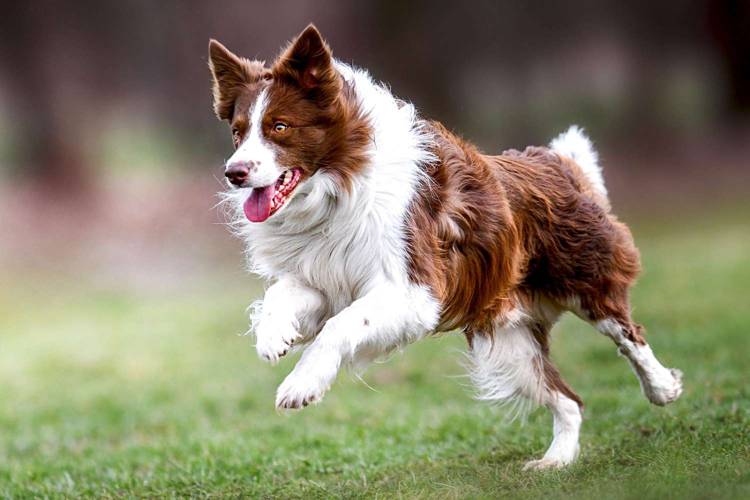 Copper and white border collie bounds across grass