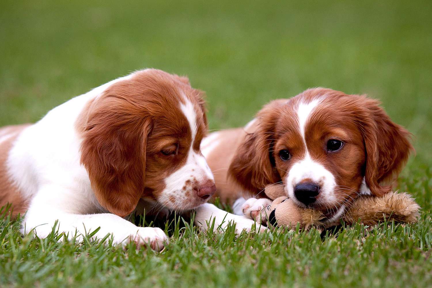 Two brittany spaniel puppies play in grass with dog toy