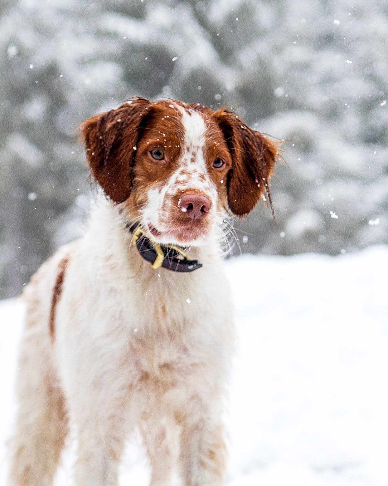 Brittany spaniel stands in falling snow
