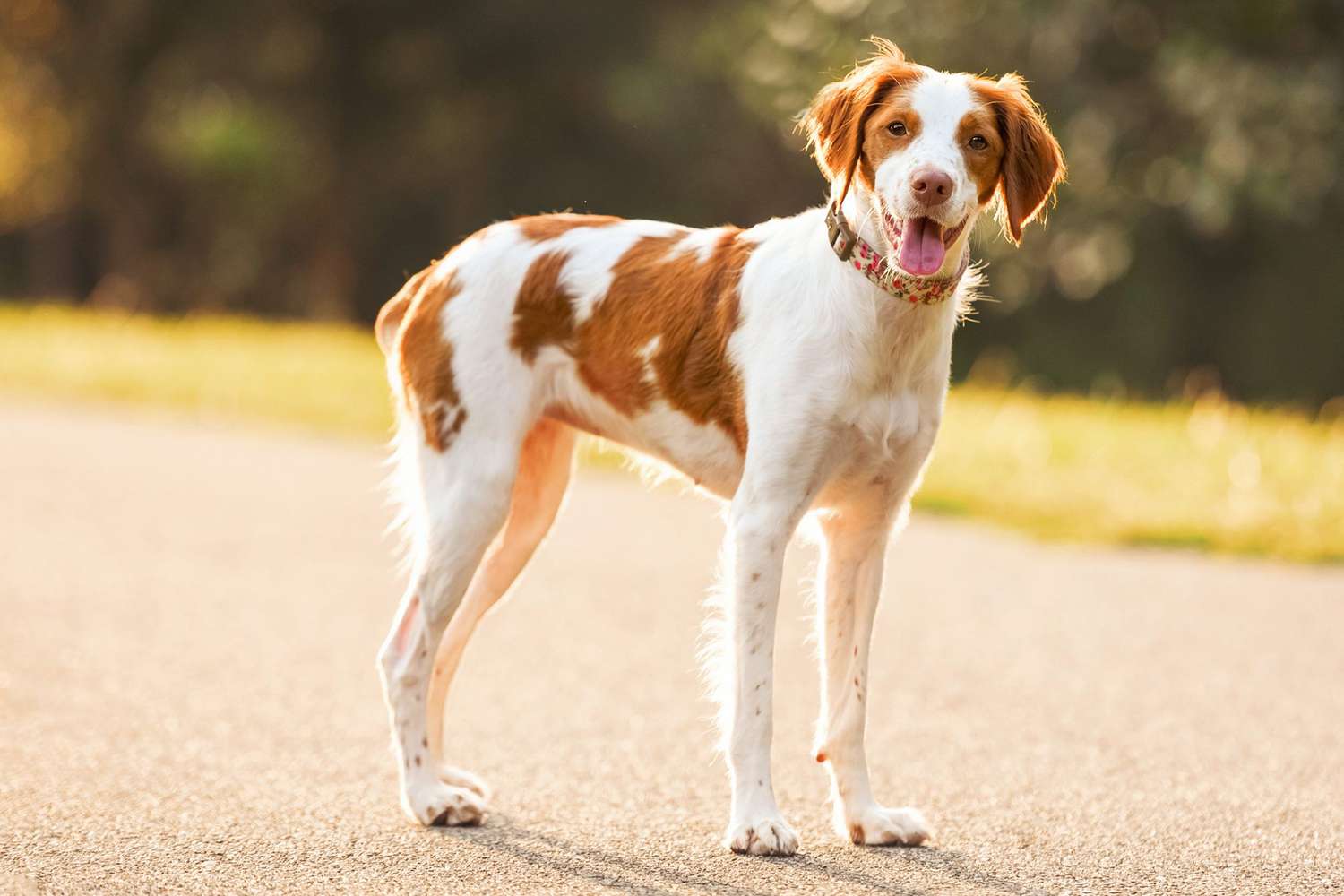 Brittany spaniel stands in middle of road