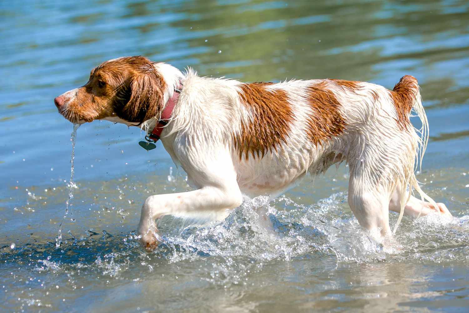 Brittany spaniel walks through water
