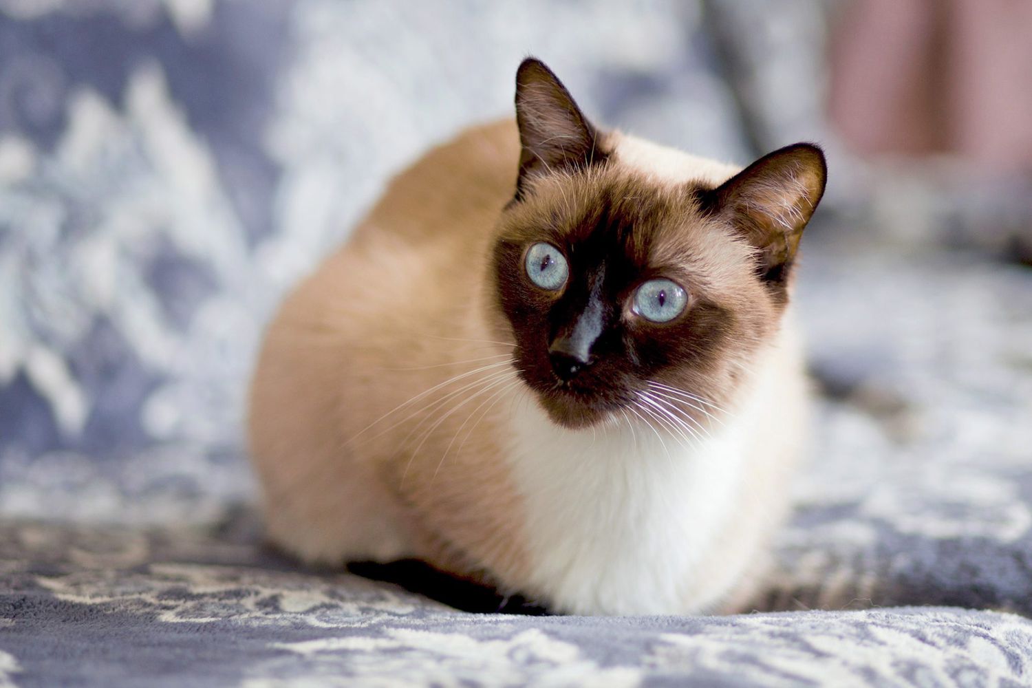 200+ of the Best Names for Your Siamese Cat | Daily Paws