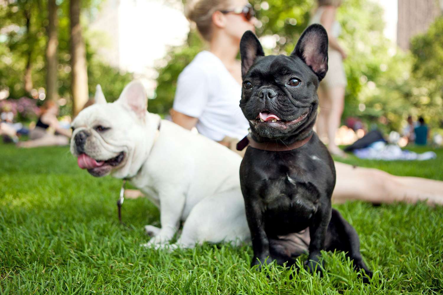 Two French Bulldogs sitting in Central Park