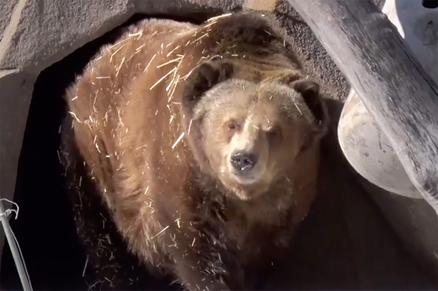 Grizzly Bear at the Milwaukee Zoo Briefly Wakes up From Hibernation in  Adorable Video | Daily Paws