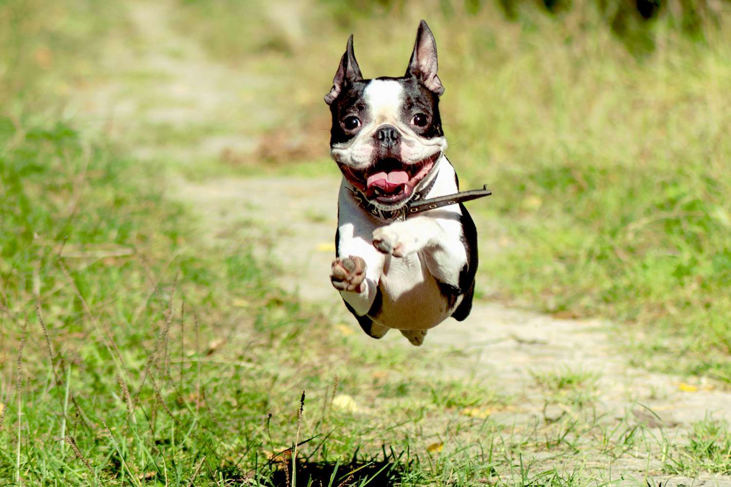 Boston terrier leaps through grass