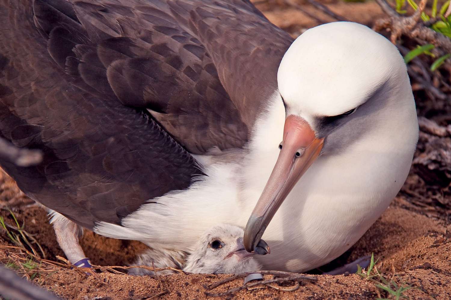 albatross with chick