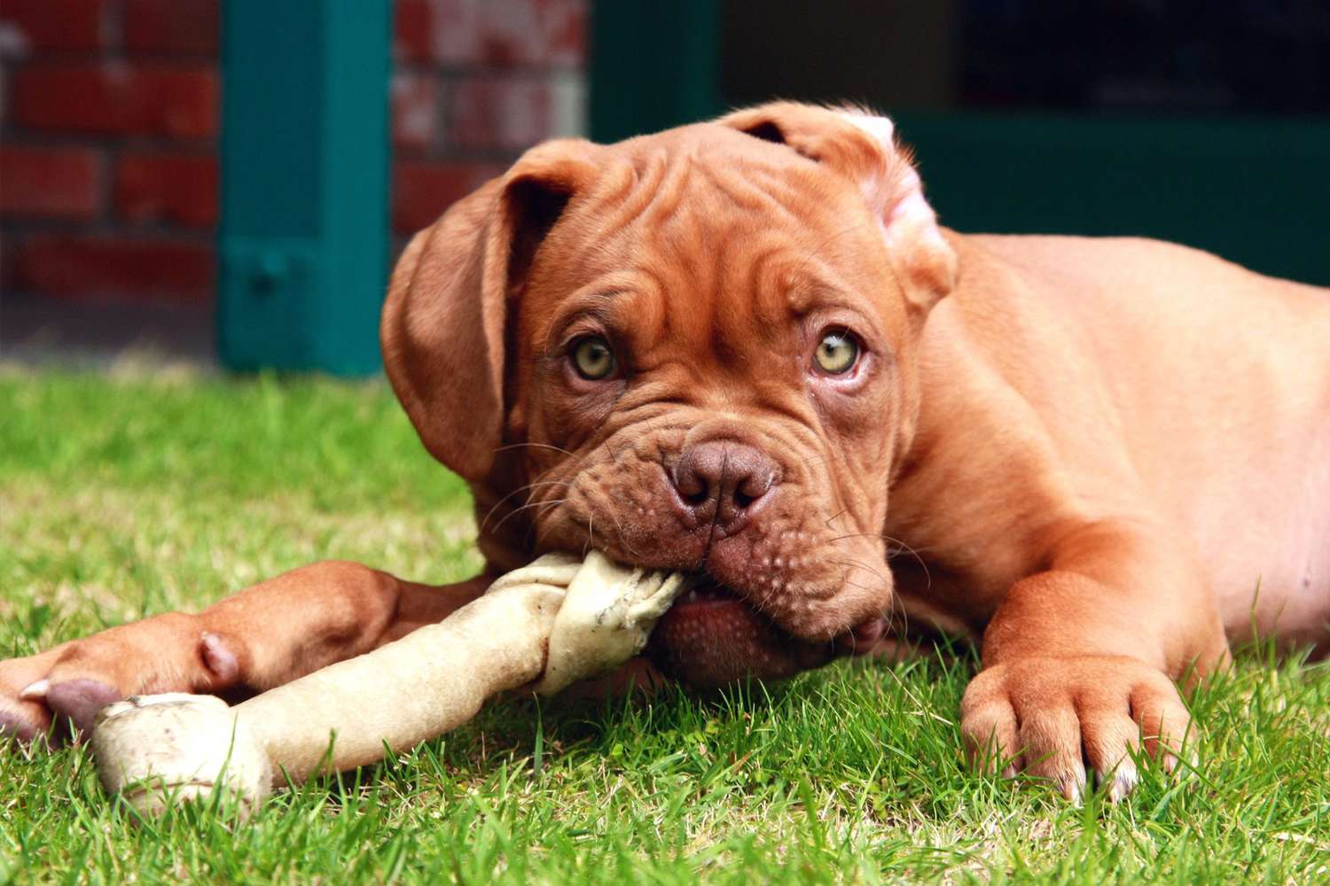 Dogue de bordeaux puppy chews on bone in yard