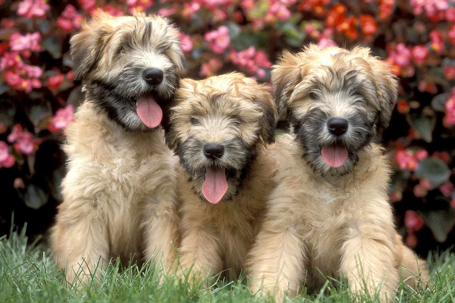 Three soft-coated wheaten puppies sit side by side in grass