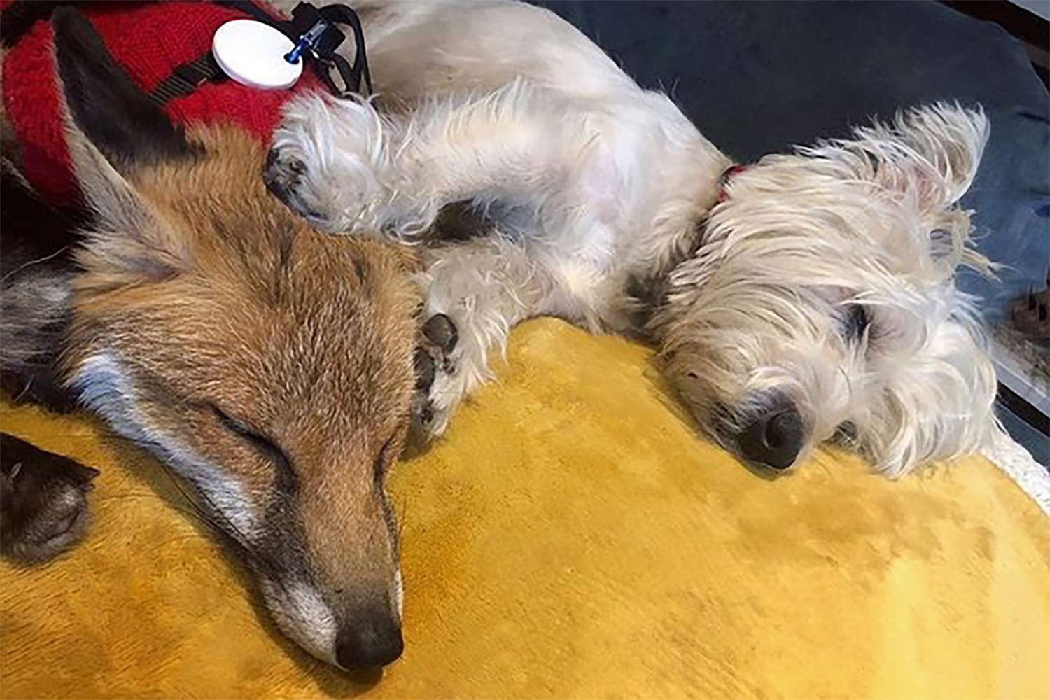 the fox and the hound snuggled together, sound asleep