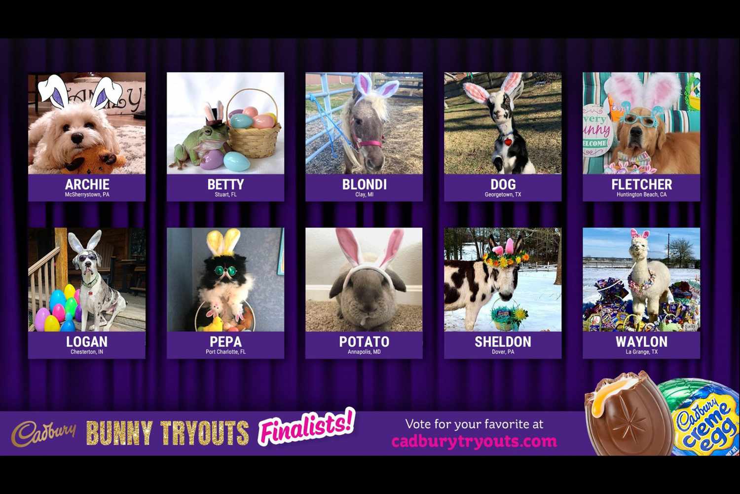 Cadburry Bunny Finalists