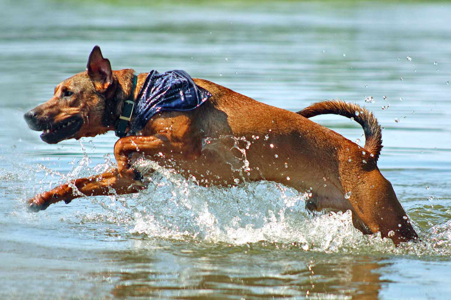 Tan mountain cur dog runs through water while wearing a blue bandana around torso