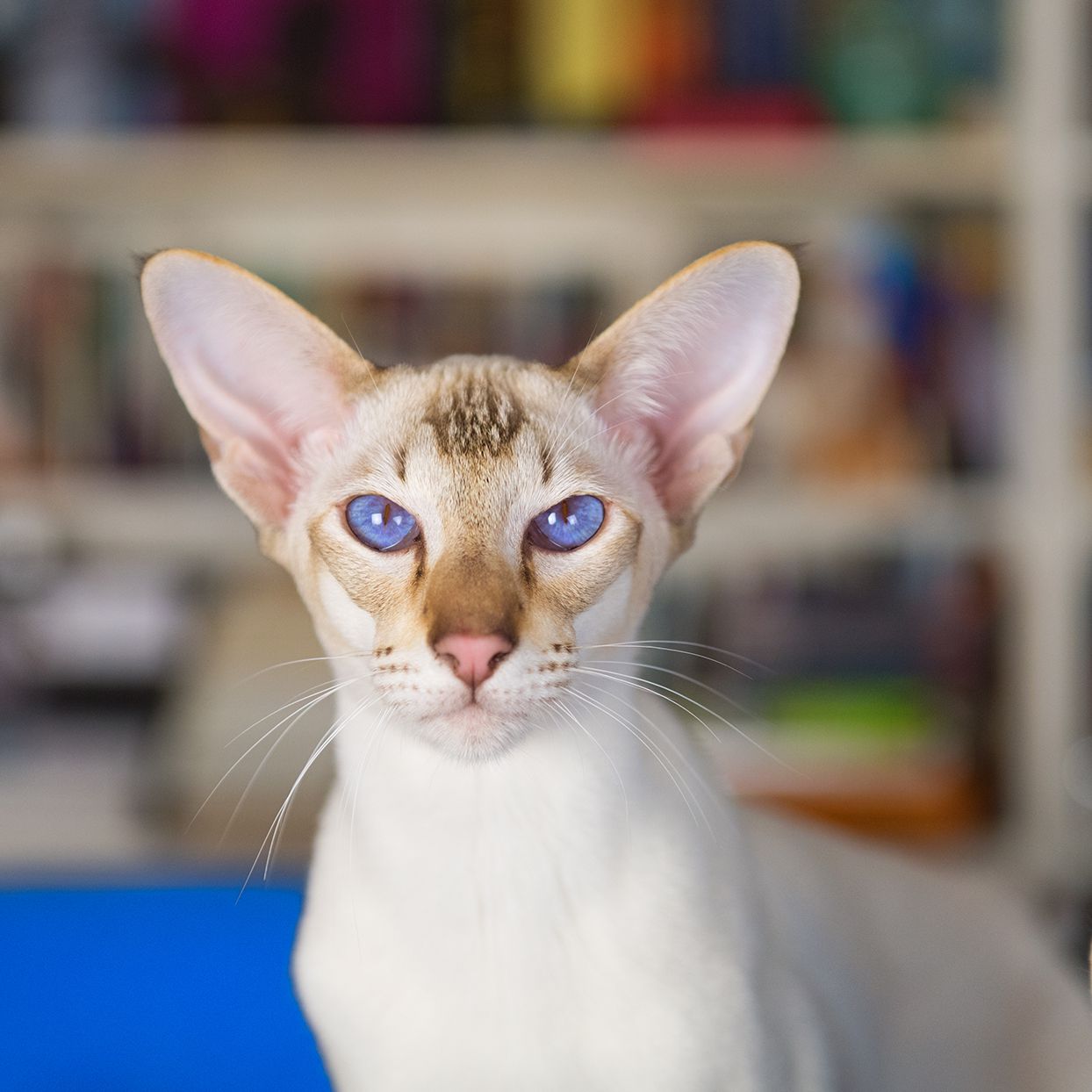 White oriental shorthair cat with blue eyes portrait