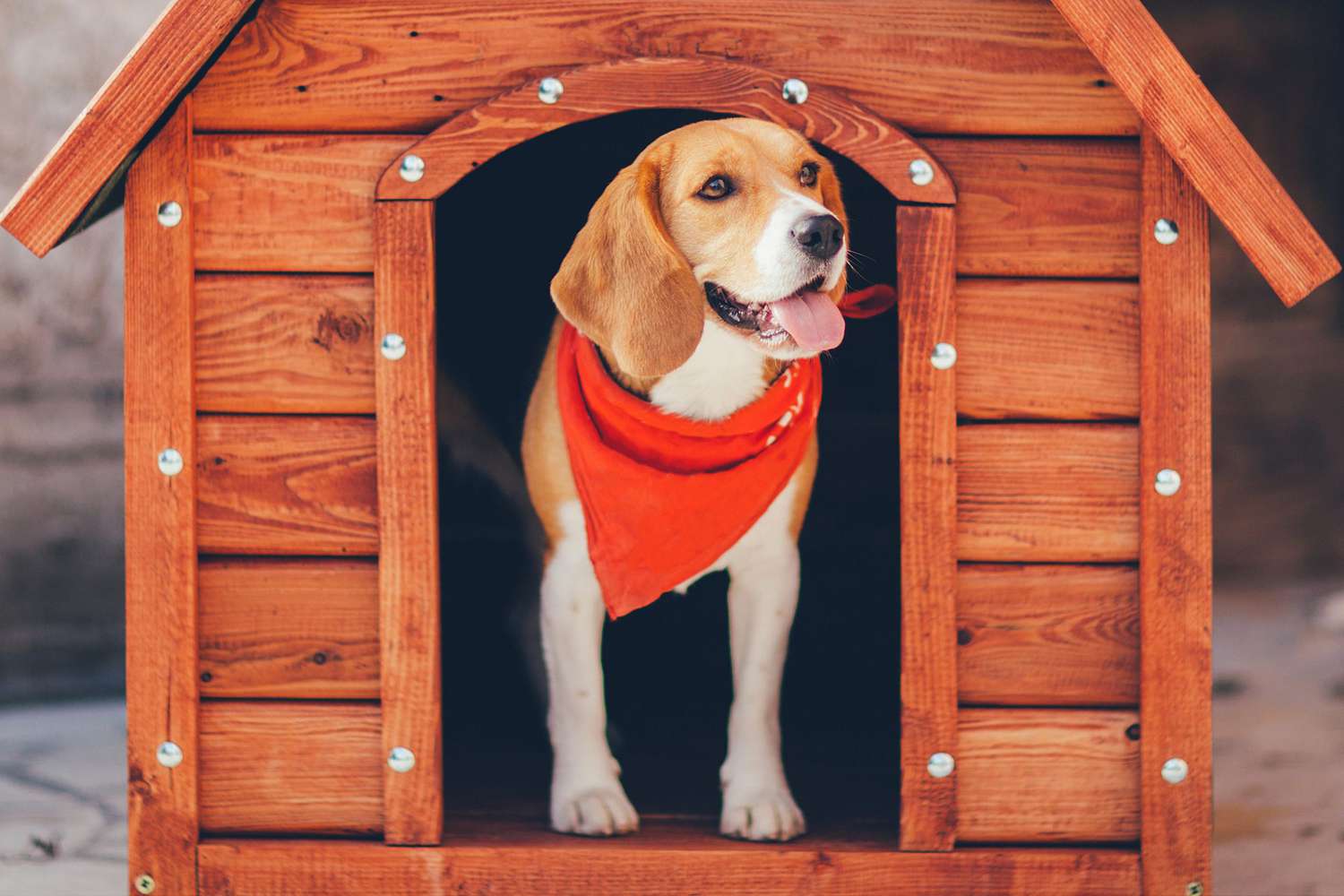 How to Heat a Doghouse and Keep Your Pup Warm All Winter | Daily Paws