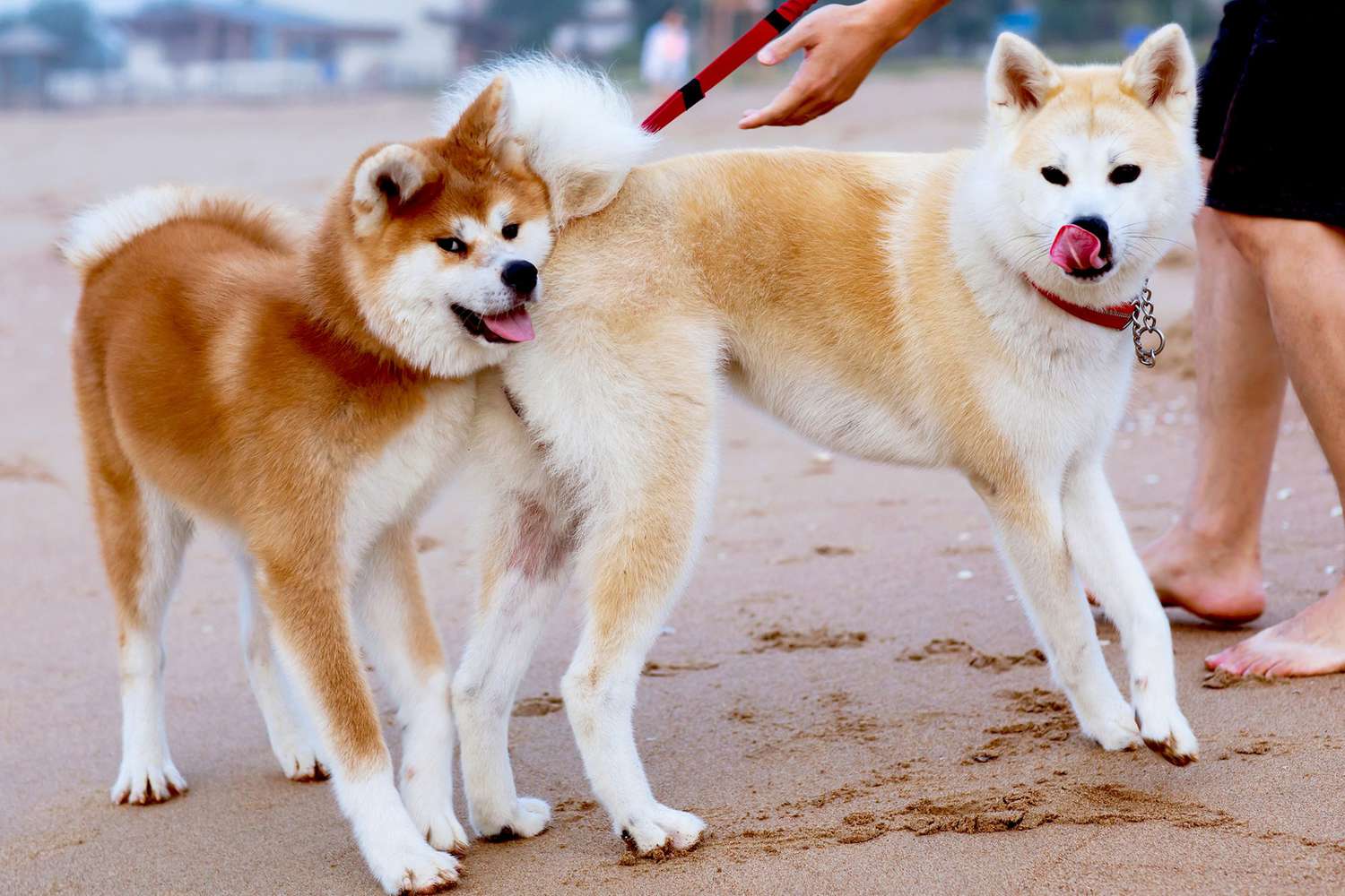Blond and red shiba inus stand on sandy beach