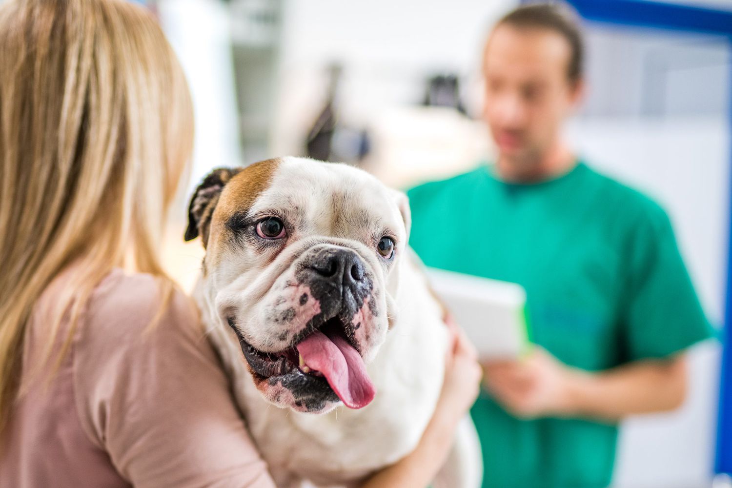 Woman holds happy adult bulldog in arms at vet