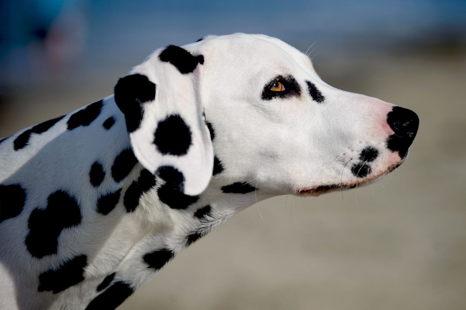 Profile of Dalmatian