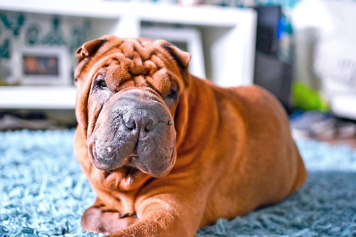 Red-colored shar-pei dog lays on teal carpet