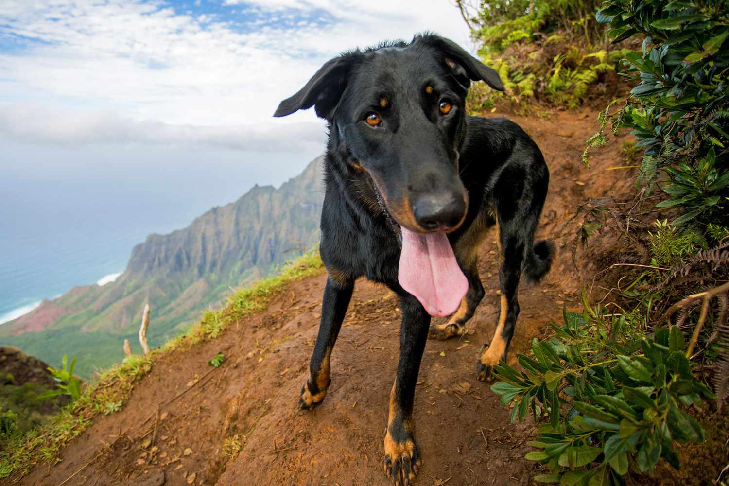 Happy Beauceron dog walks along mountainside cliff