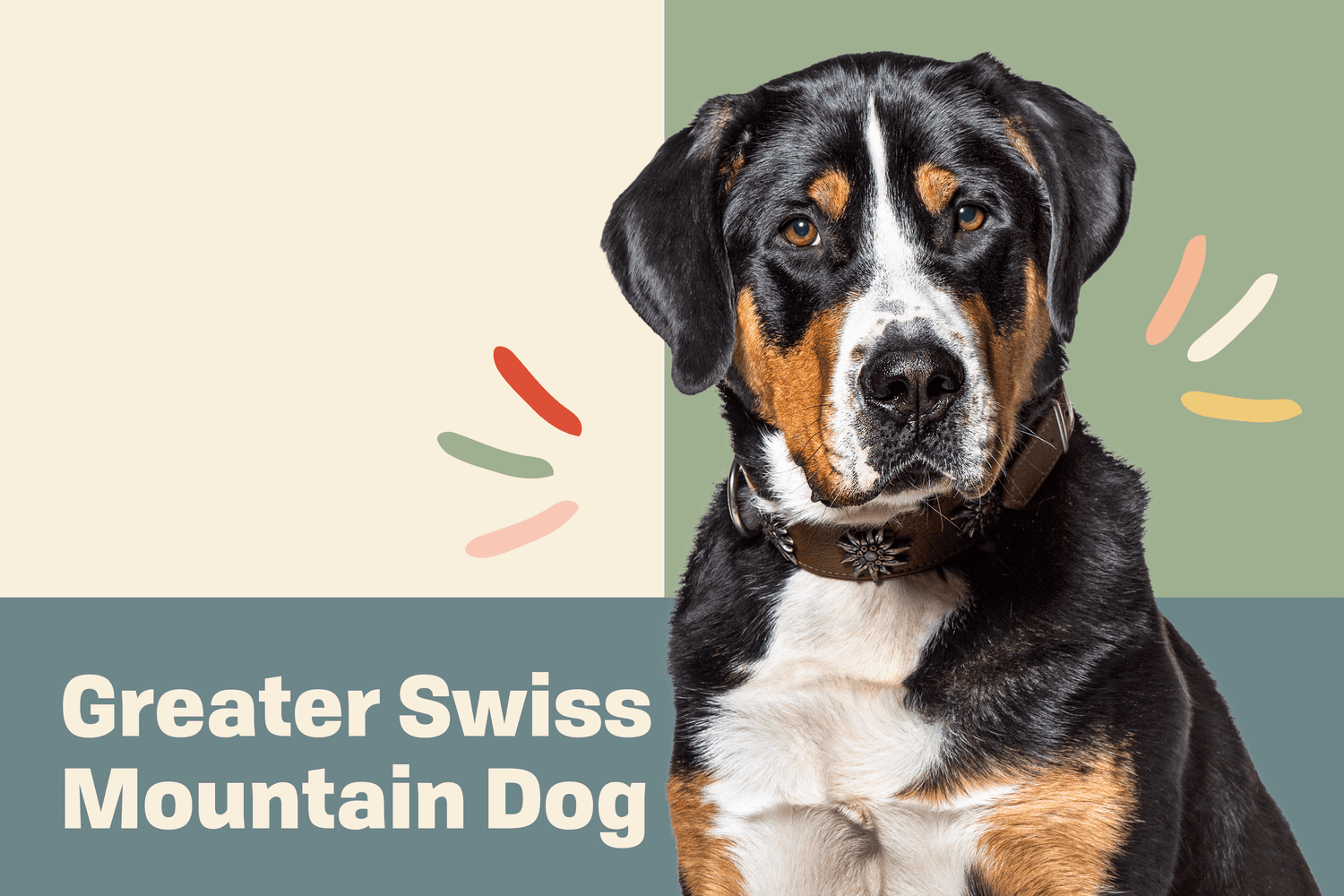 Profile treatment of Greater Swiss Mountain Dog