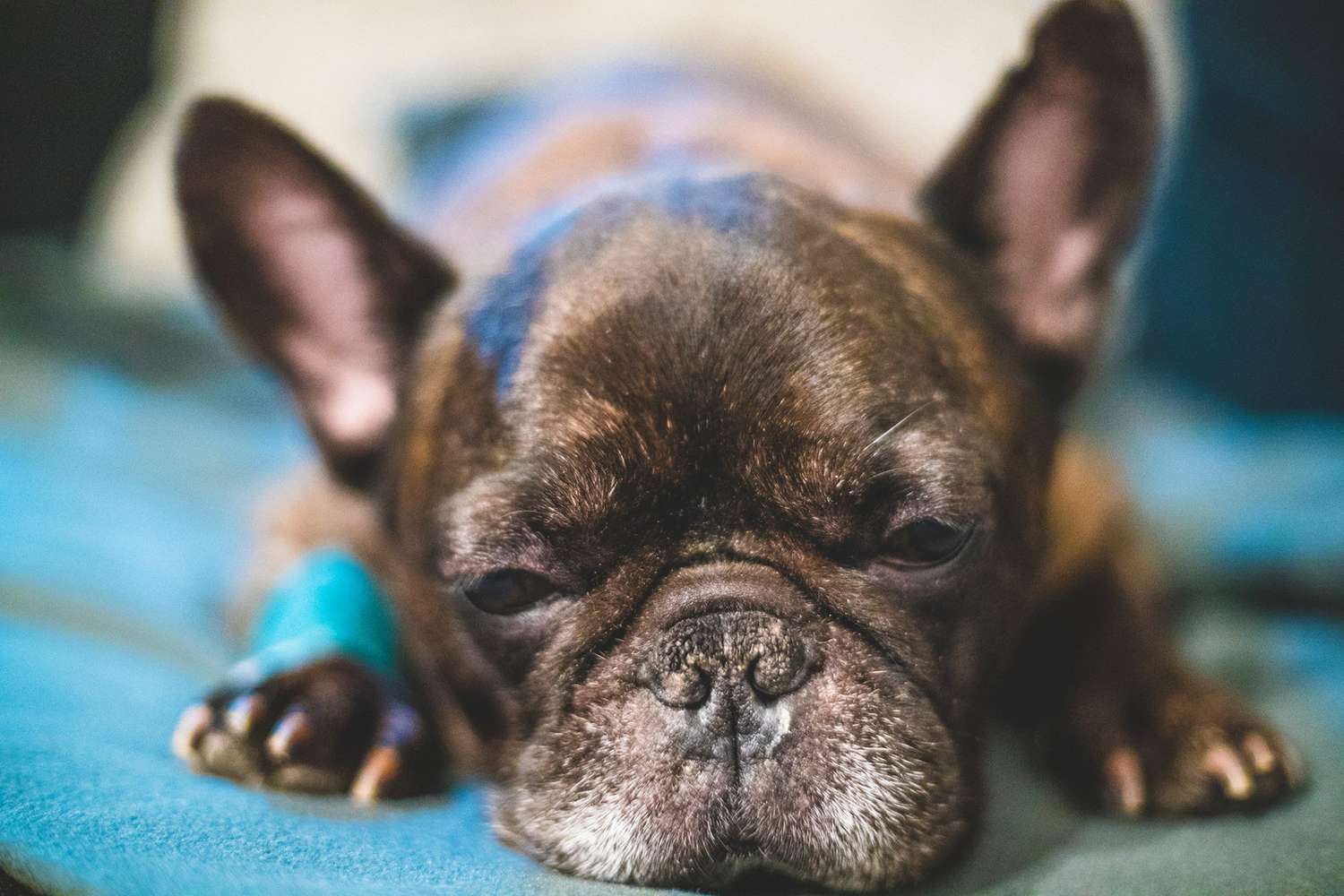 Sad chocolate French Bulldog with bandage on arm lays on teal blanket