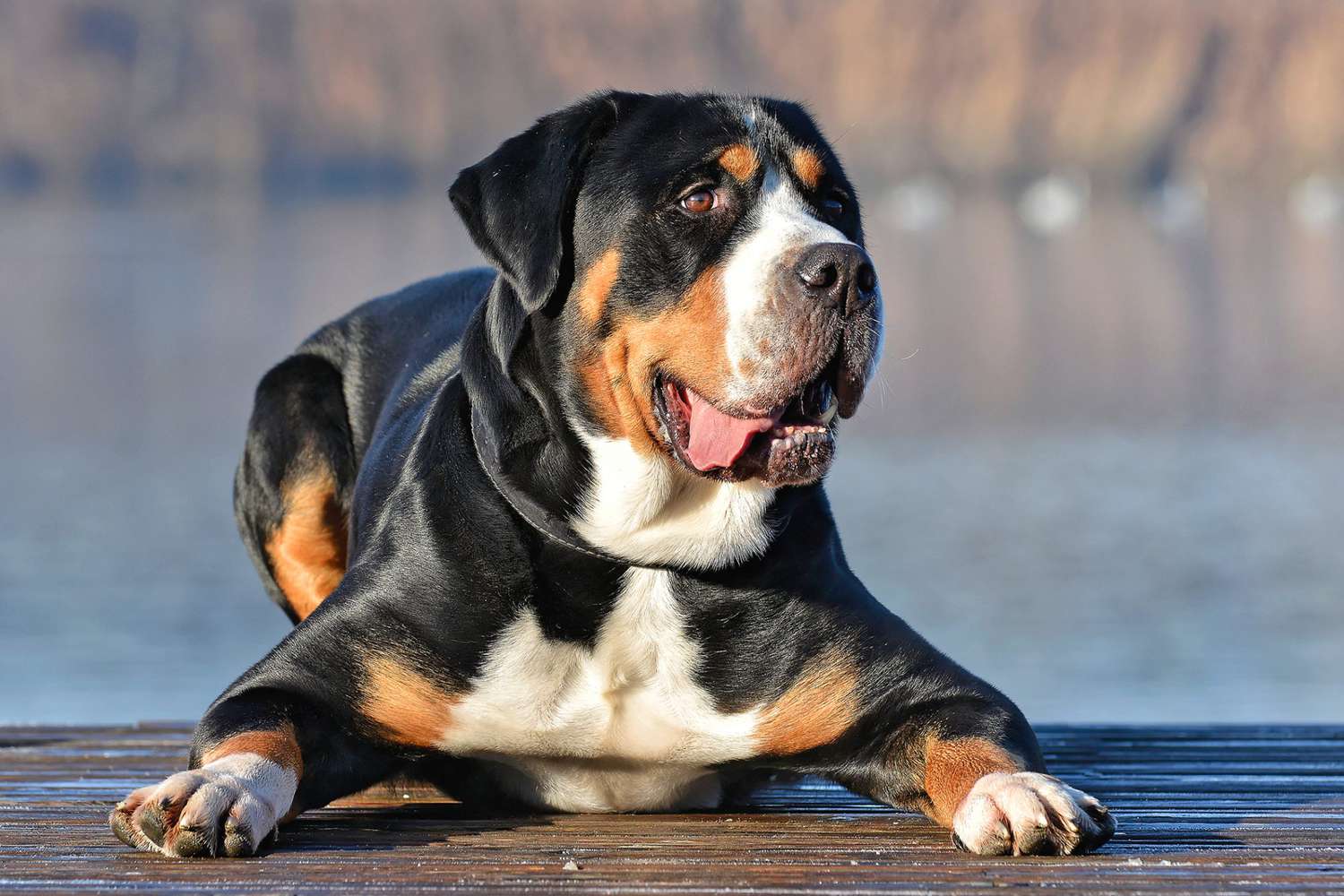 Adult Greater Swiss Mountain Dog lays on dock near body of water