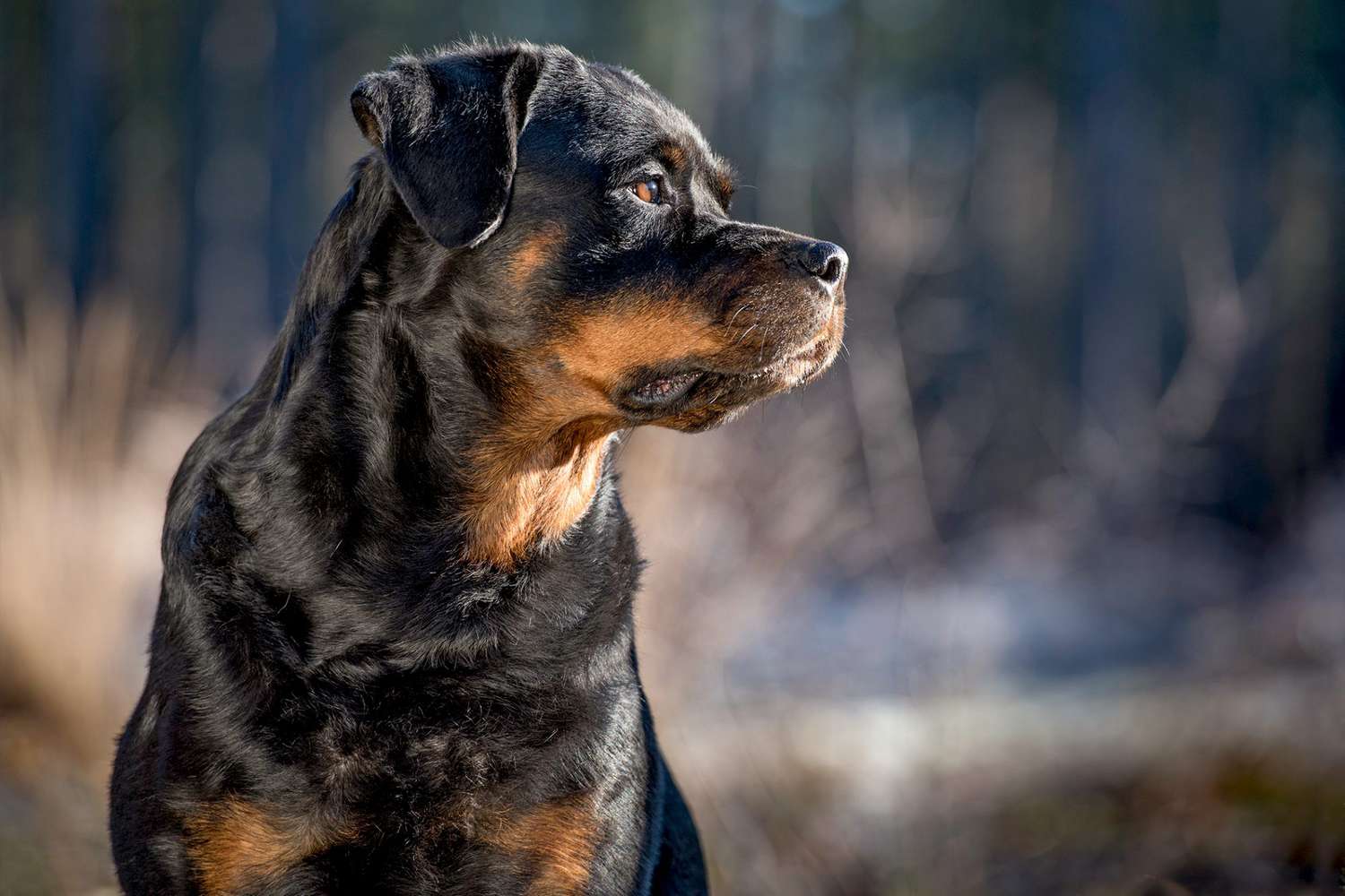 Profile shot of adult rottweiler