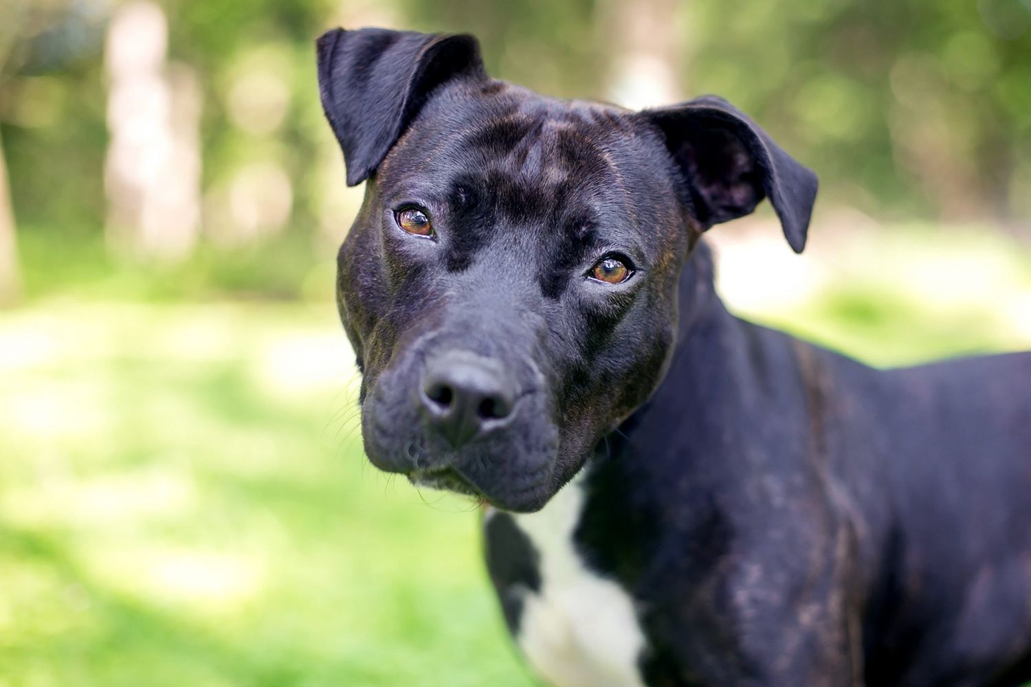 Profile of Black pitbull terrier