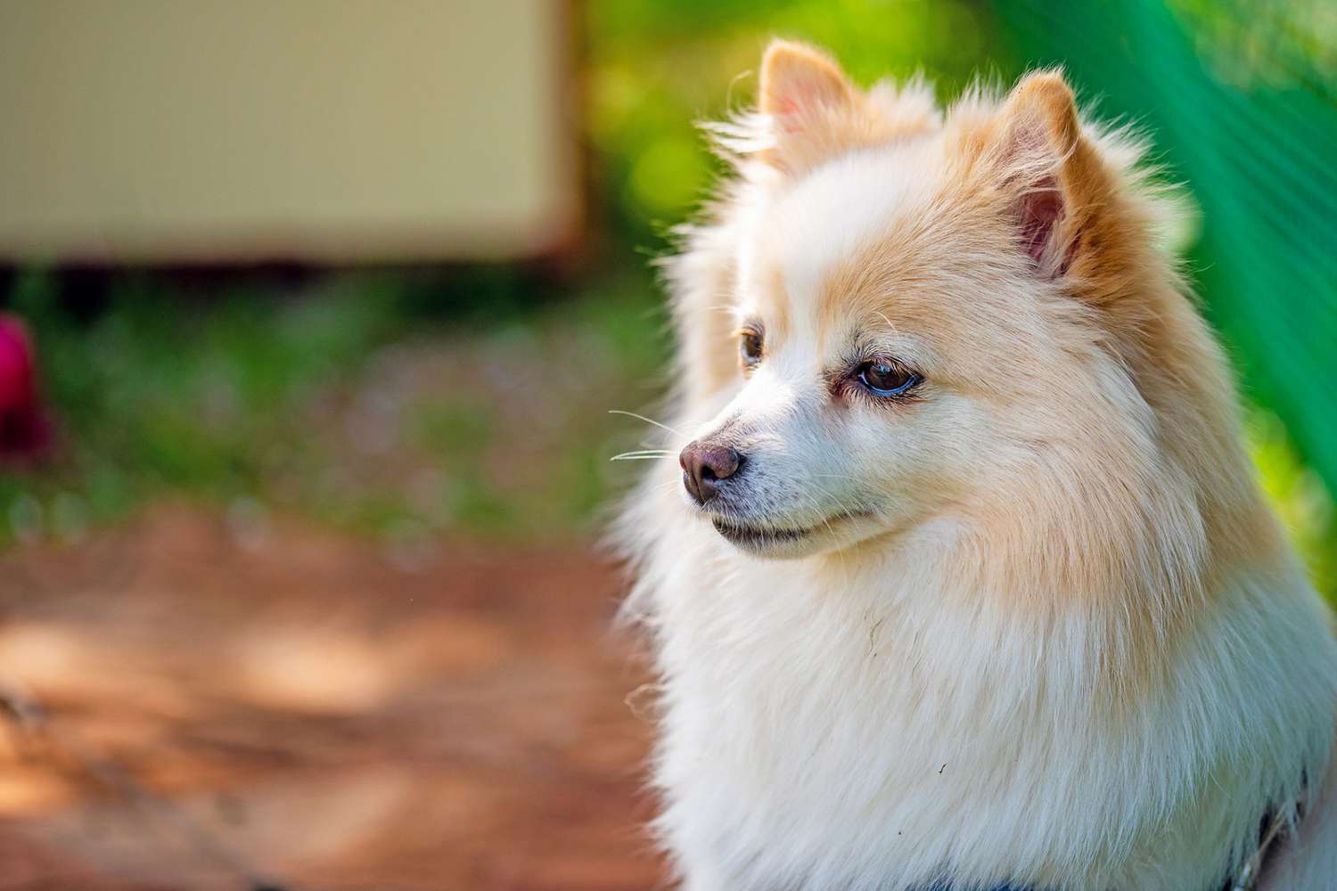 Horizontal portrait of white blonde longhaired German Spitz dog