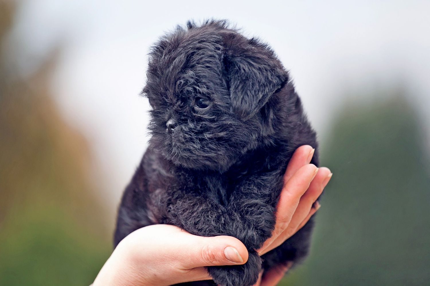 Fluffy black affenpinscher puppy held in one hand
