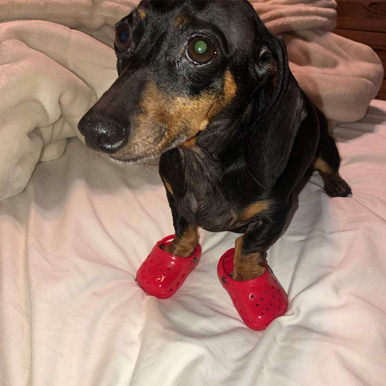 dachshund wearing crocs
