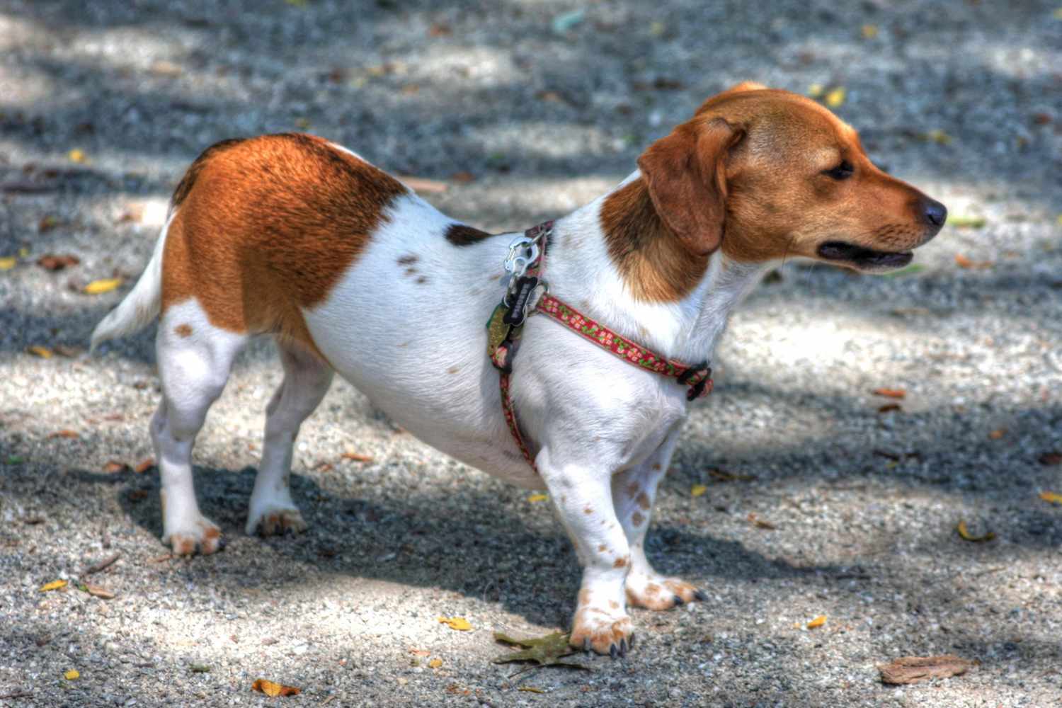 Orange and white chiweenie stands on gravel road with floral harness on