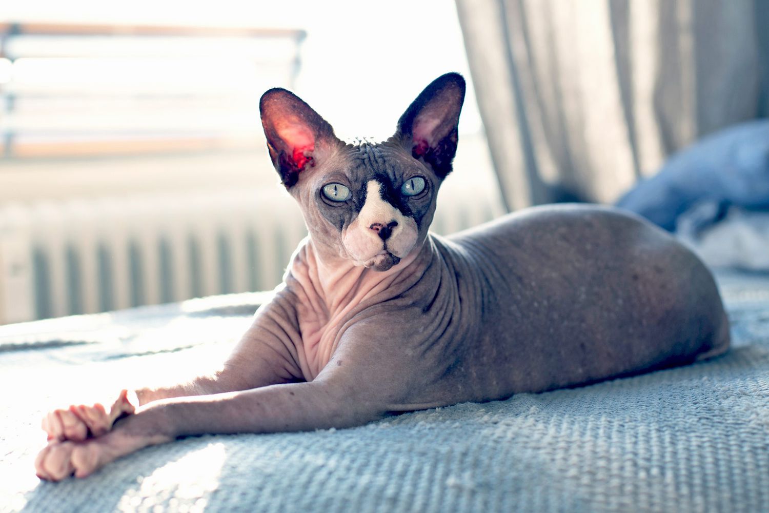 Adult sphynx cat lays on bed in sunshine