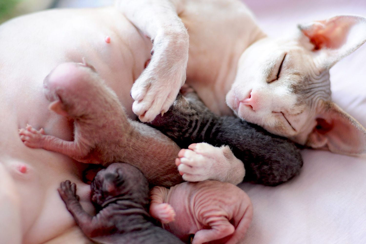 Newborn sphynx kitties embrace mom