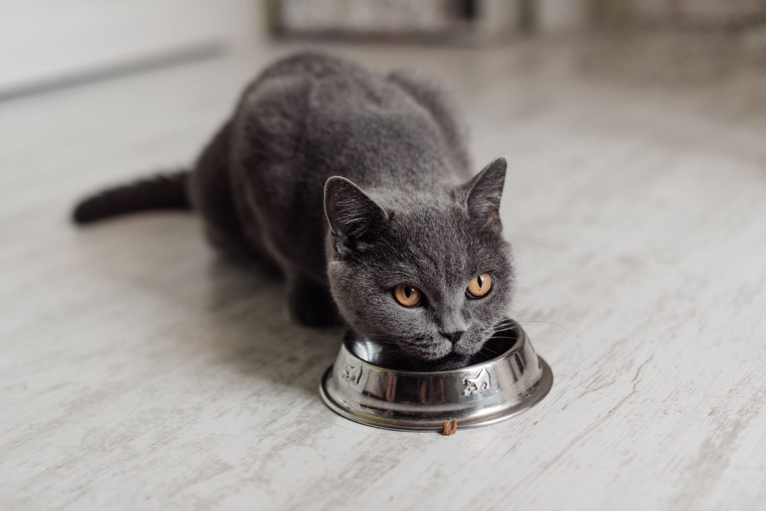 short-haired gray cat eats food from bowl