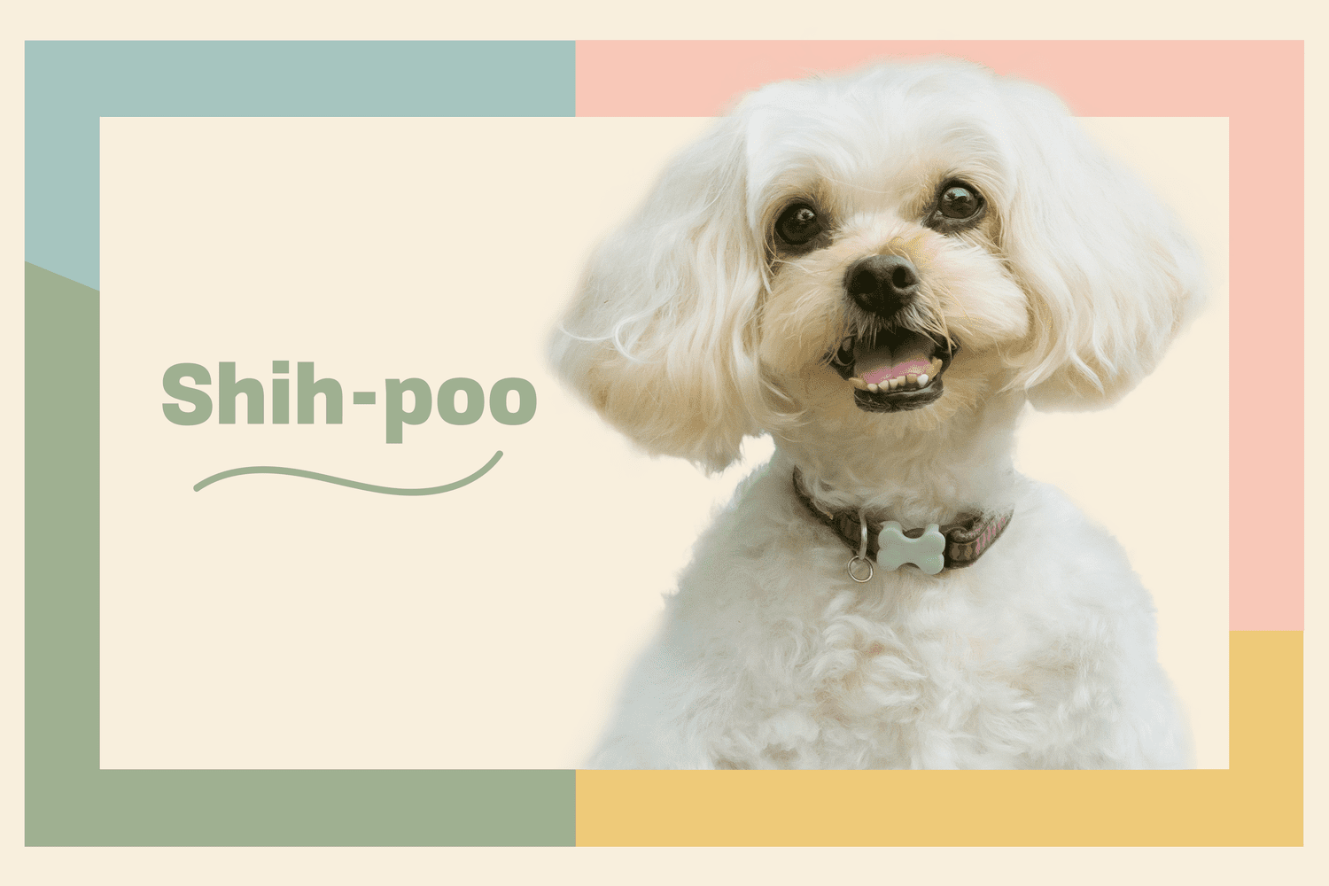 Profile treatment of white shih-poo dog