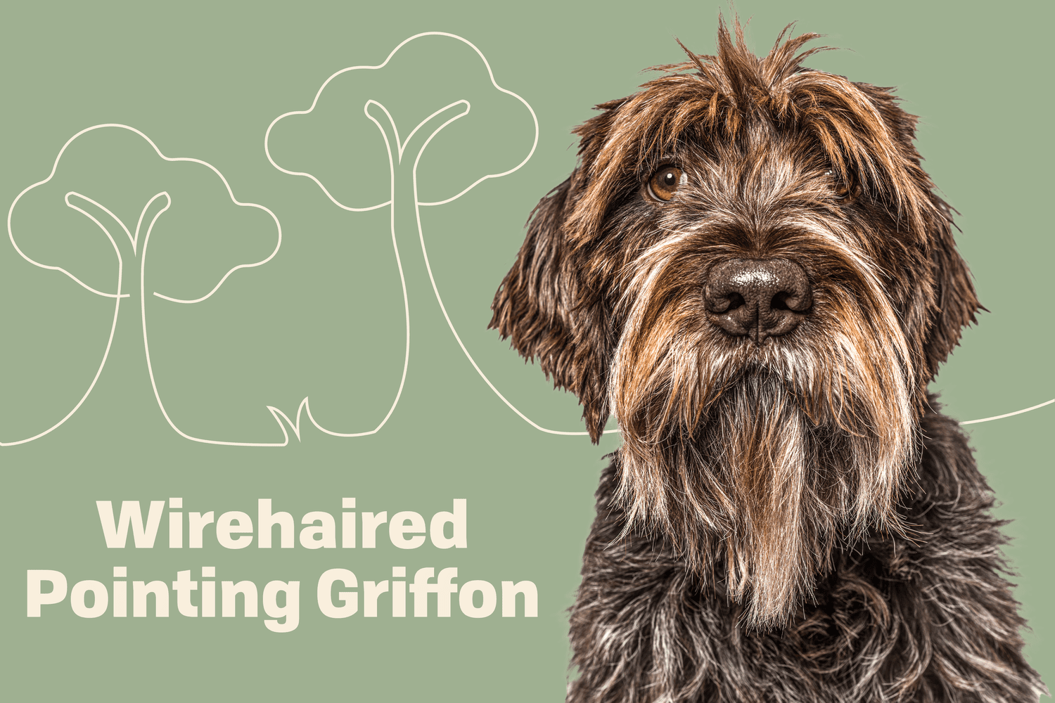 Profile treatment for Wirehaired Pointing Griffon