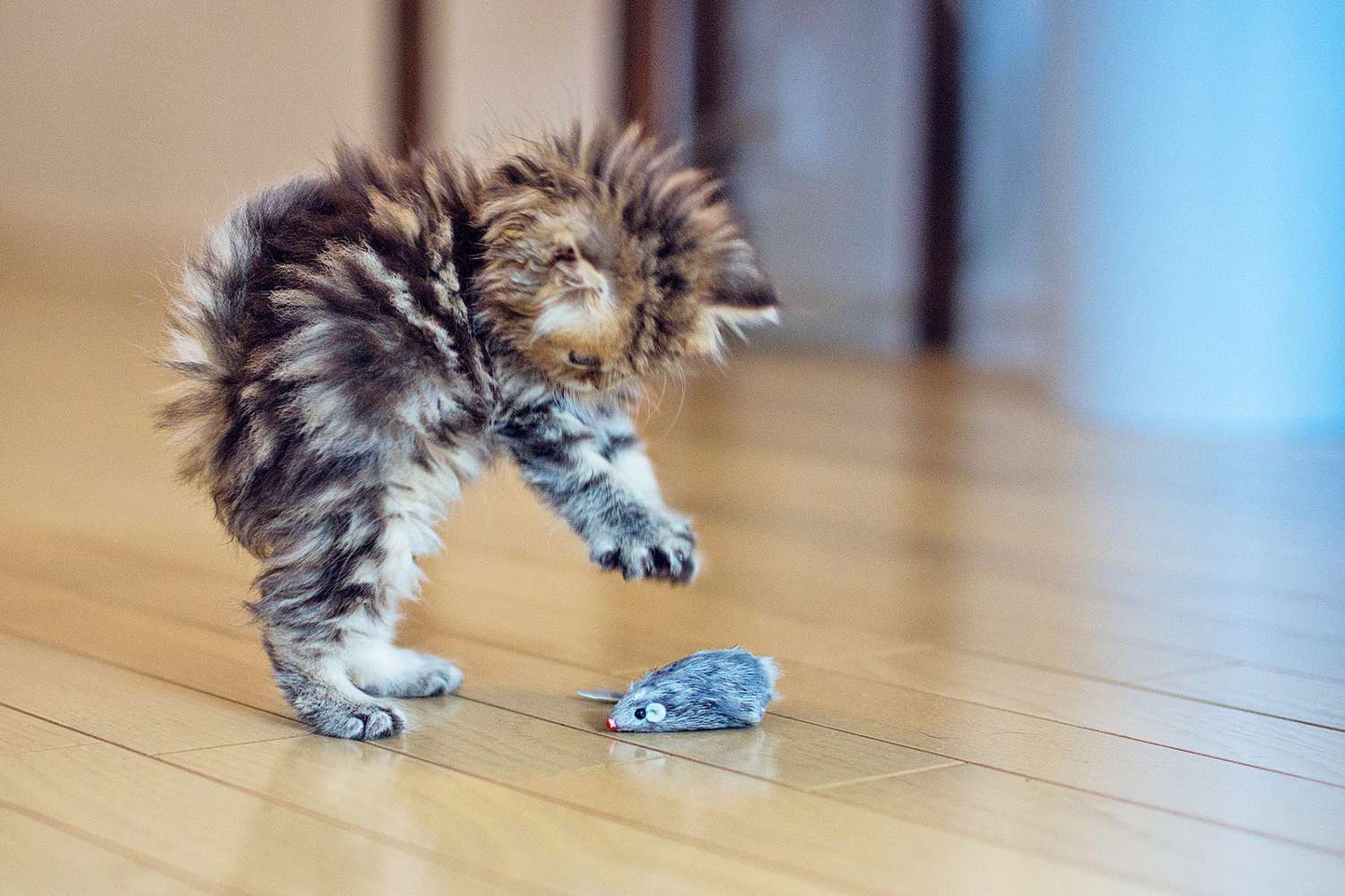 Fluffy kitten pounces on mouse toy on wood floor