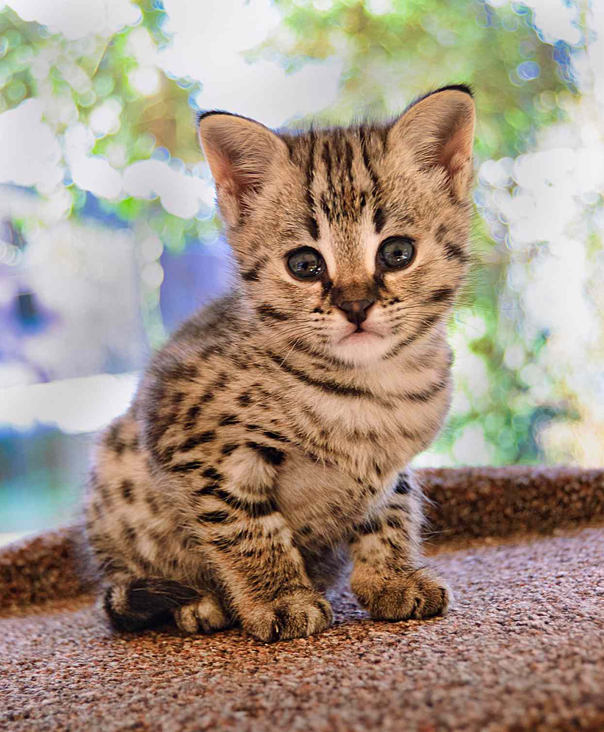 Striped Savannah kitten portrait with blue eyes