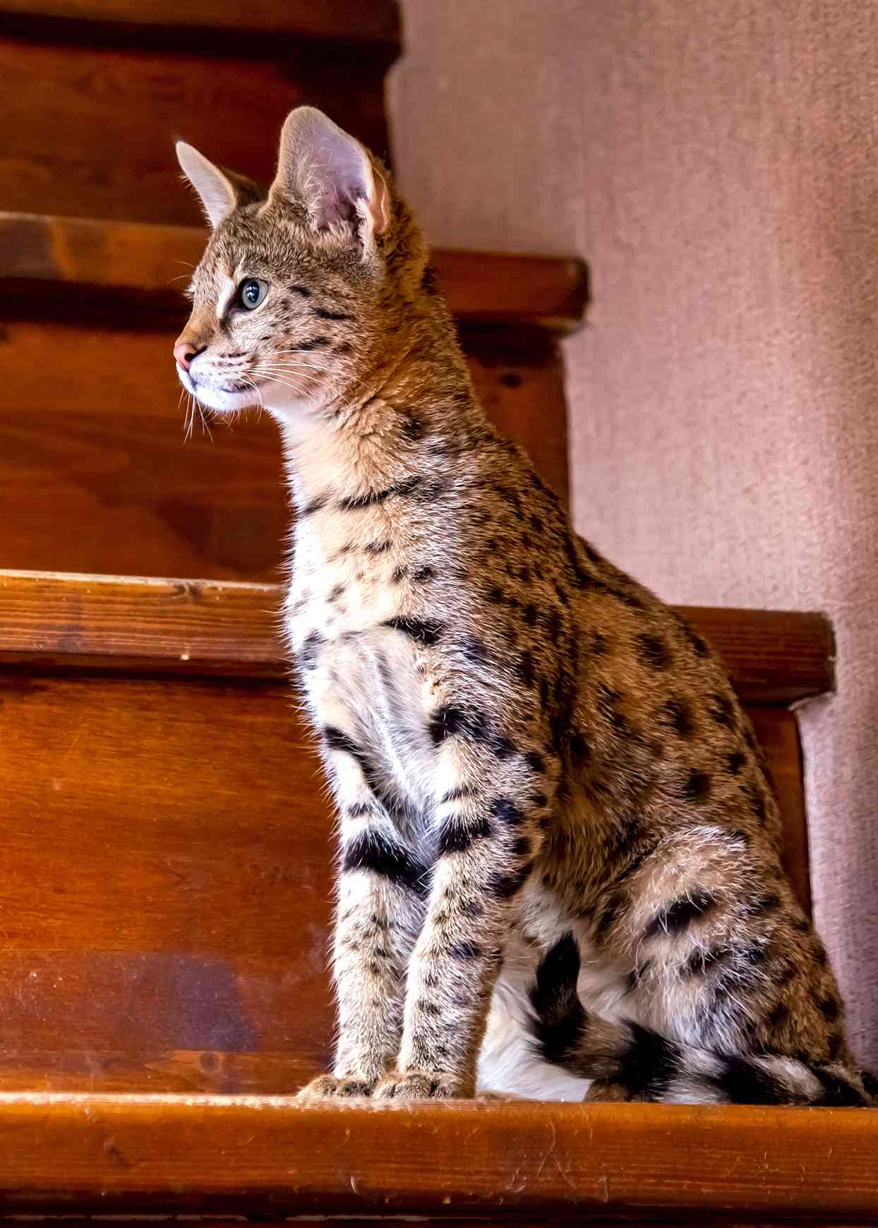 Profile shot of Savannah cat sitting on wooden indoor steps