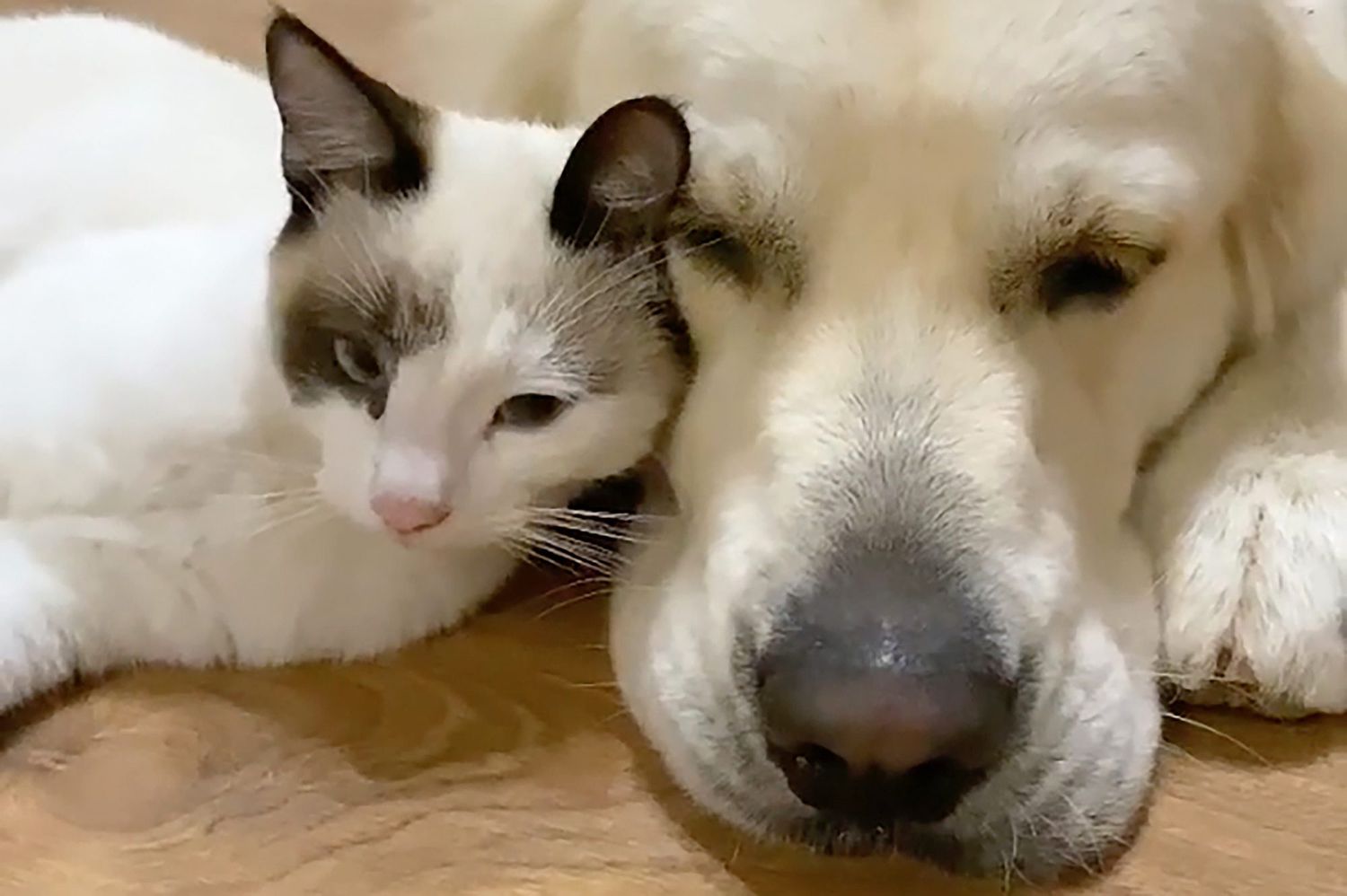 Bailey, the Golden Retriever, snuggling with a grey and white kitten