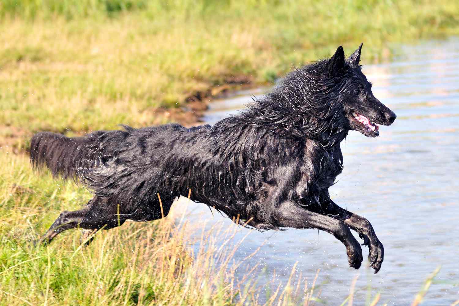 Belgian sheepdog leaps into pond