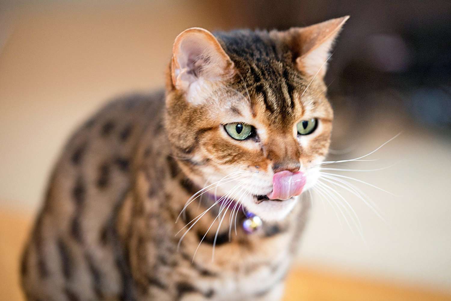Brown and cream Bengal cat licks nose