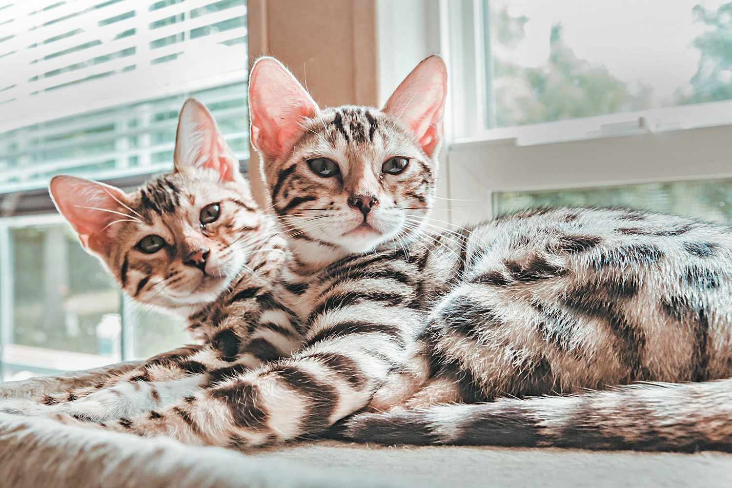 Cream and charcoal pair of bengal cats rest by window
