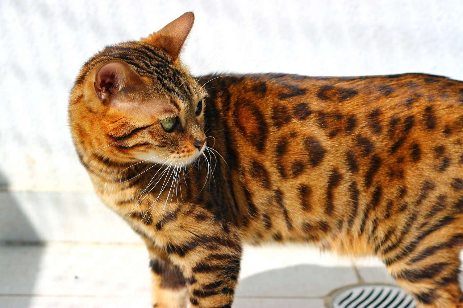 Orange and brown Bengal cat looks behind
